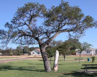 Plainview Hackberries _ Famous tree of Texas